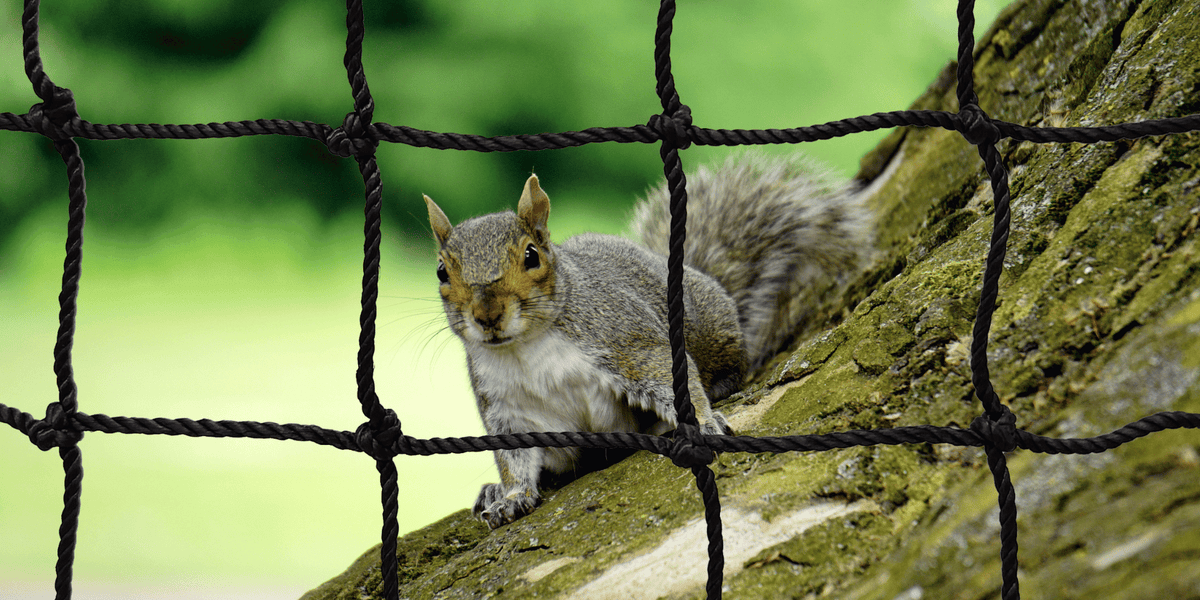7 Strategies to Prevent Rodents from Chewing Your Batting Cage Net
