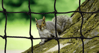 #42 Square Hung Knotted KVX200™ Beartrap Net Only